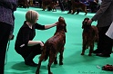 Crufts2011 596